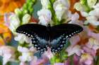 Spicebush butterfly on flowers of pink snapdragon. Art Print